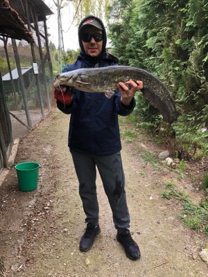 Риболов на сом на Панчарево