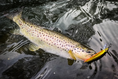 Риболов на пъстърва на река Въча