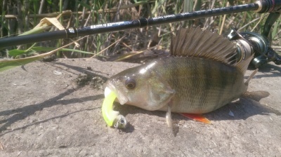 Първи риболов с Tailwalk Salty Shape Dash Micro Gamer