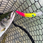 T.H. Tackle | Tailwalk Silverna Taki Nyoro 60mm Воблер
