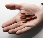 Savage Gear 3D Crayfish Rattling 5.5cm 8pcs Силиконова примамка