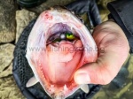 SG Slender Scoop Shad 11cm 7g Oilve Pearl