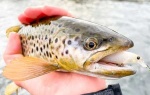 Lucky Craft Pointer 48 SP Brook Trout