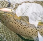 Lucky Craft Pointer 48 SP Brook Trout