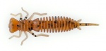 Fanatik Larva