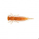 Fanatik Larva