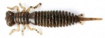 Fanatik Larva