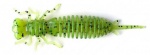 Fanatik Larva