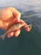Прикачено изображение от потребител 1 за Savage Gear 3D Sticklebait Tailspin 6.5cm Спинер.