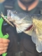 Прикачено изображение от потребител 1 за Zip Baits Orbit 80SP-SR Воблер.